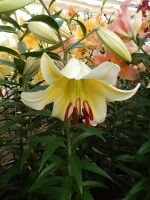 [4147 ConcaDor EVR No302.JPG]